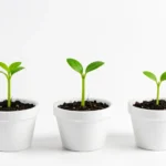 Three small growing plant sprouts of increasing size on a soft background, representing the three trimesters of pregnancy as stages of growth